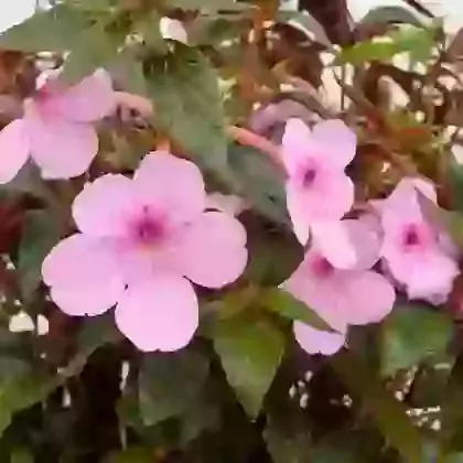 Spring & Summer Potted Bulbs